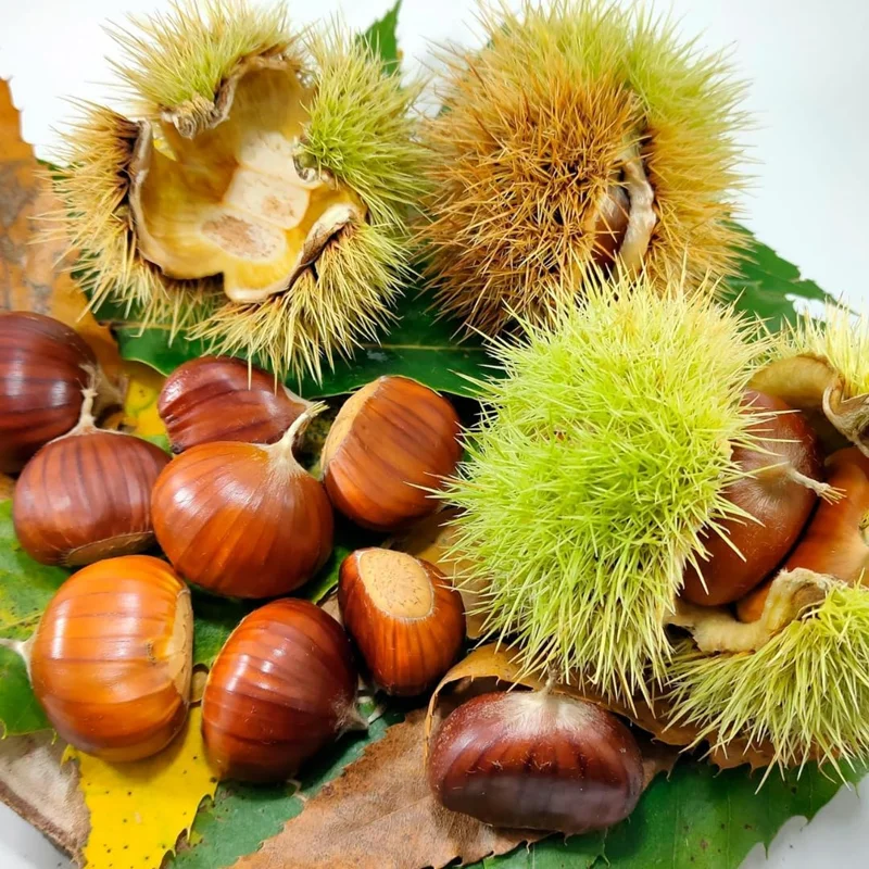 2 Chestnut Trees Live Plants Seedlings, 2-3 ft Tall, Bare Root, Cold Hardy, Outdoor - Image 1