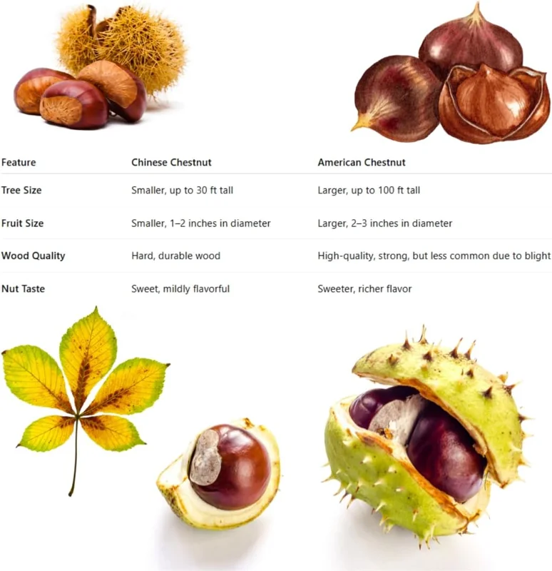 2 Chestnut Trees Live Plants Seedlings, 2-3 ft Tall, Bare Root, Cold Hardy, Outdoor - Image 5