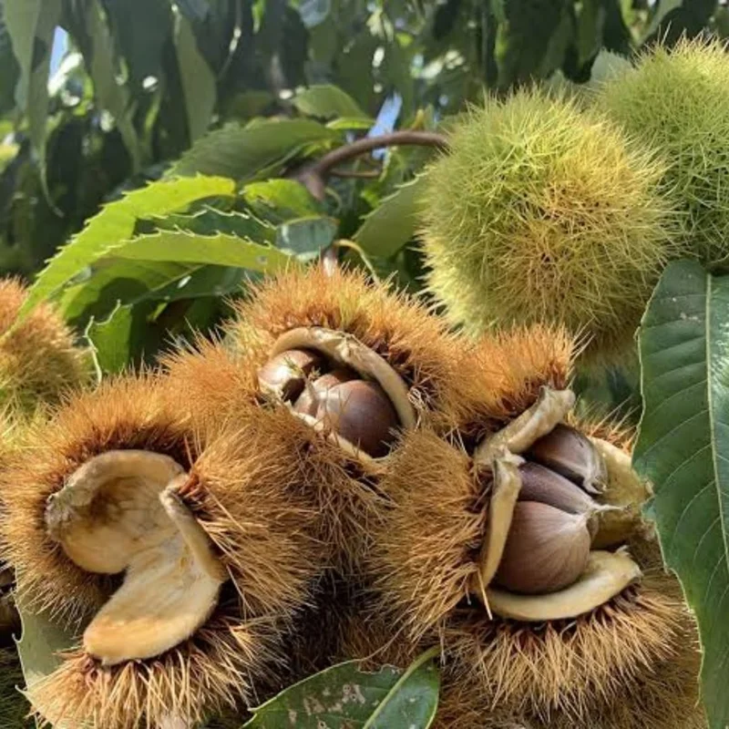 2 Chestnut Trees Live Plants Seedlings, 2-3 ft Tall, Bare Root, Cold Hardy, Outdoor - Image 7