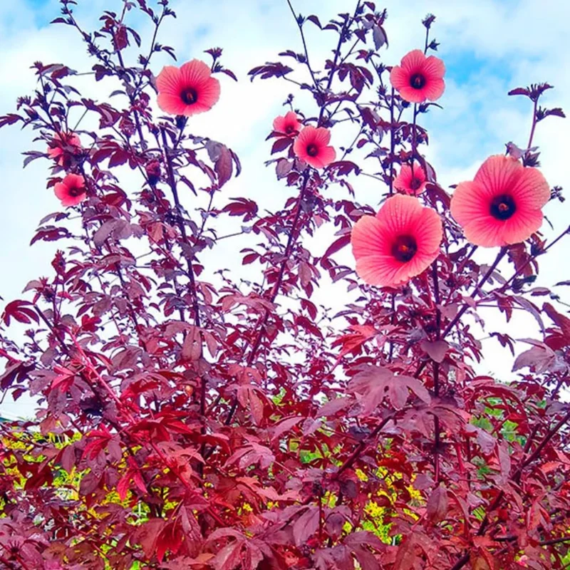 2 Cranberry Hibiscus Live Plants, 4-8 Inches Tall, Edible Leaves, Full Sun - Image 1