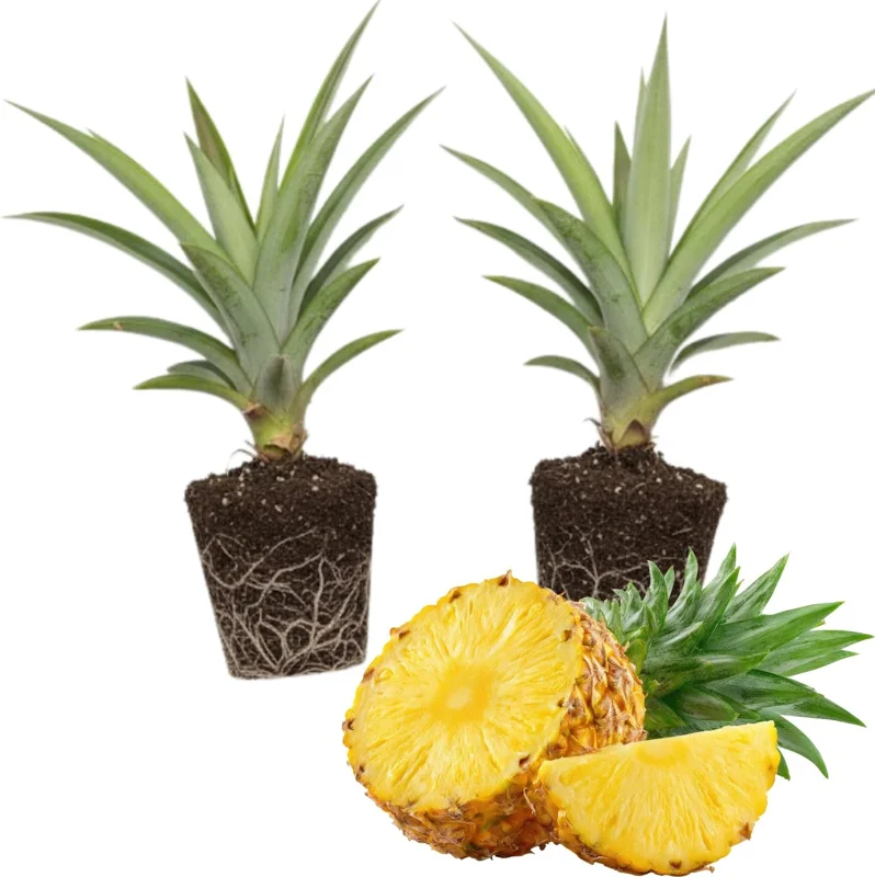 2 Elite Gold Pineapple Live Plants – Sweet Pineapple Starters for Home Garden & Containers - Image 2