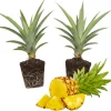 2 Elite Gold Pineapple Live Plants – Sweet Pineapple Starters for Home Garden & Containers - Image 1