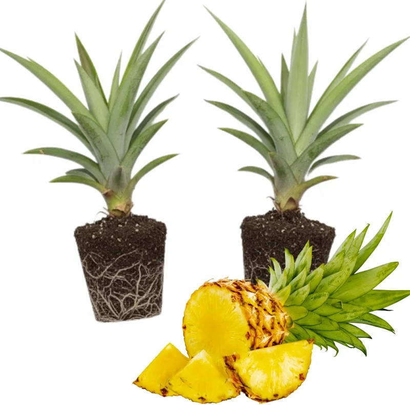 2 Elite Gold Pineapple Live Plants – Sweet Pineapple Starters for Home Garden & Containers - Image 1