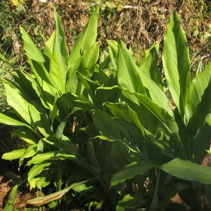 2 Ginger Curcuma Turmeric Plants Live, 4-6 Inch Tall, Herb Plant - Image 2