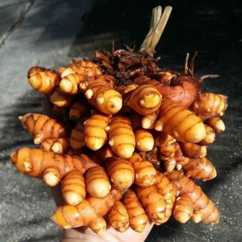 2 Ginger Curcuma Turmeric Plants Live, 4-6 Inch Tall, Herb Plant - Image 3
