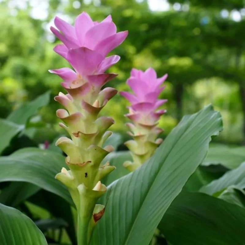 2 Ginger Curcuma Turmeric Plants Live, 4-6 Inch Tall, Herb Plant - Image 4
