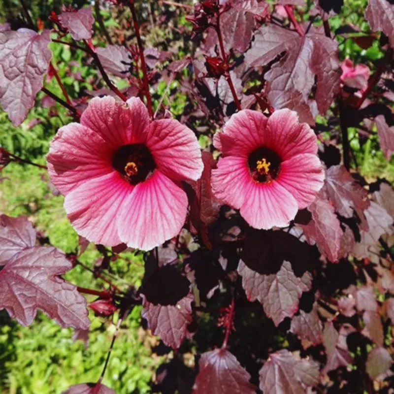2 Hardy Hibiscus Live Plants, Cranberry Flowers, 4-7 Inches Tall, Outdoor - Image 2