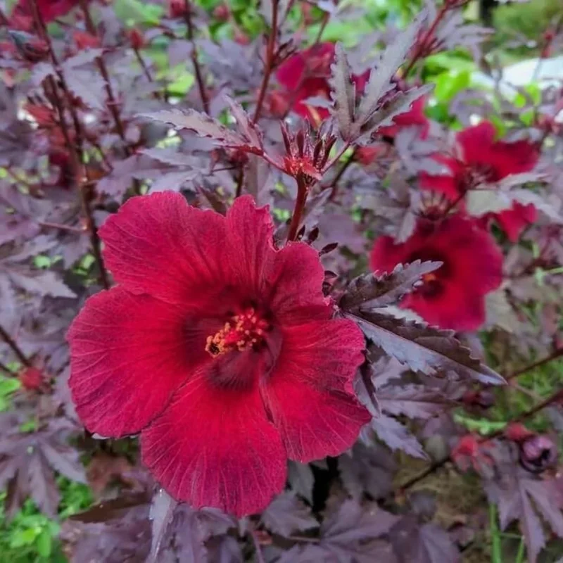 2 Hardy Hibiscus Live Plants, Cranberry Flowers, 4-7 Inches Tall, Outdoor - Image 1