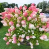 2 Hydrangea Live Plant Bare Roots, Hardy Outdoor Shrub, 6-12 Inch, Pink/White Blooms - Image 1