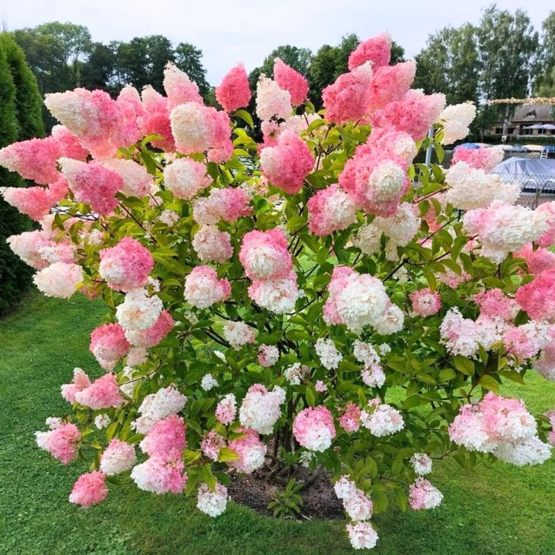 2 Hydrangea Live Plant Bare Roots, Hardy Outdoor Shrub, 6-12 Inch, Pink/White Blooms - Image 1