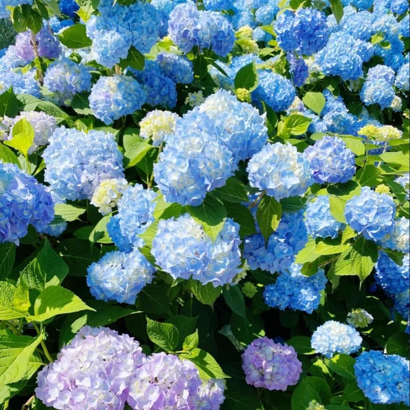 2 Hydrangea Live Plant Bare Roots, Hardy Outdoor Shrub, 6-12 Inch, Pink/White Blooms - Image 2