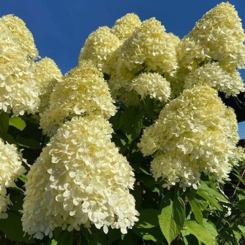 2 Hydrangea Live Plant Bare Roots, Hardy Outdoor Shrub, 6-12 Inch, Pink/White Blooms - Image 3