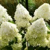2 Hydrangea Live Plants, Rooted Cuttings, 8-12" Tall, Dormant, Blue to Pink Blooms, Outdoor - Image 1