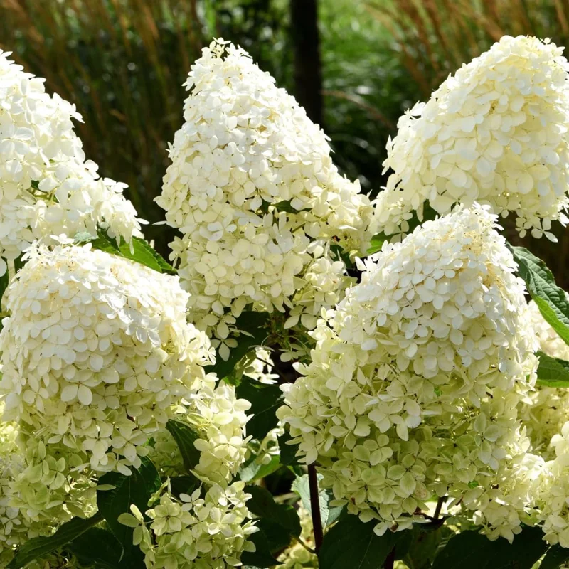 2 Hydrangea Live Plants, Rooted Cuttings, 8-12" Tall, Dormant, Blue to Pink Blooms, Outdoor - Image 1