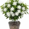 2 Jasmine Live Plants, White Flower, 5-8 Inch Tall, Indoor/Outdoor Climbing Vine - Image 1