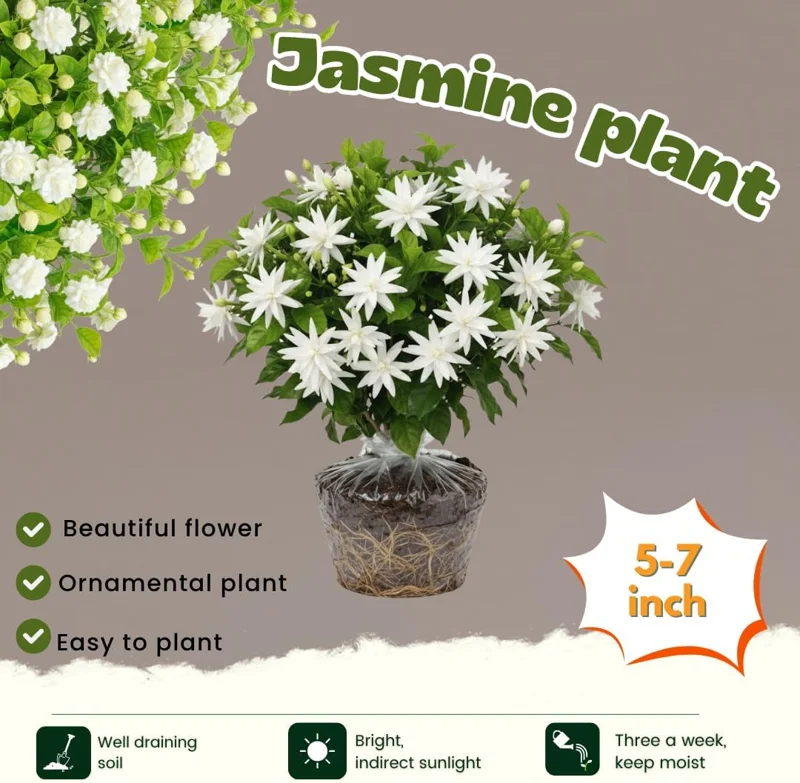 2 Jasmine Live Plants, White Flower, 5-8 Inch Tall, Indoor/Outdoor Climbing Vine - Image 2