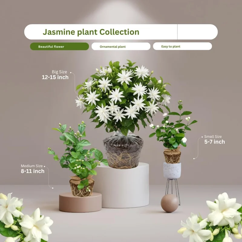 2 Jasmine Live Plants, White Flower, 5-8 Inch Tall, Indoor/Outdoor Climbing Vine - Image 3