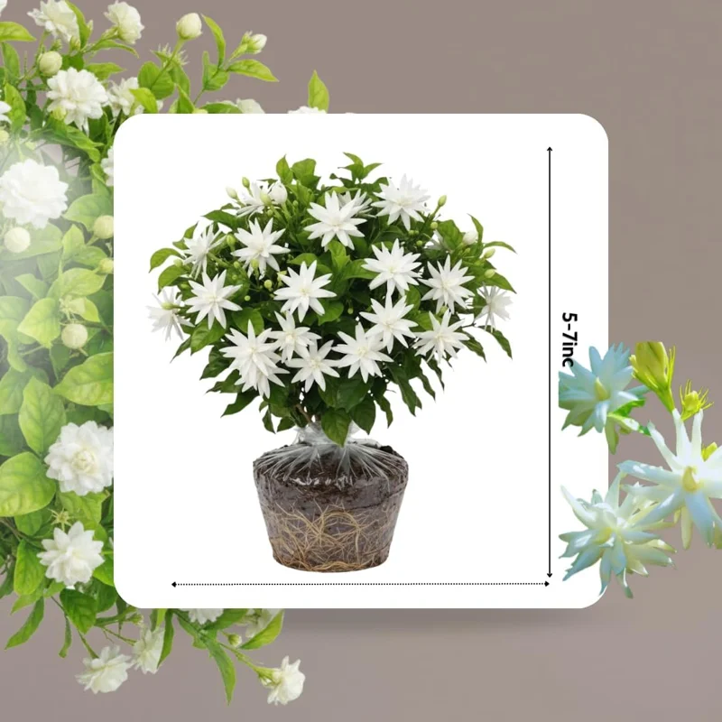 2 Jasmine Live Plants, White Flower, 5-8 Inch Tall, Indoor/Outdoor Climbing Vine - Image 4