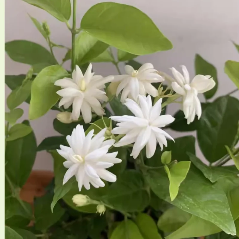 2 Jasmine Live Plants, White Flower, 5-8 Inch Tall, Indoor/Outdoor Climbing Vine - Image 5