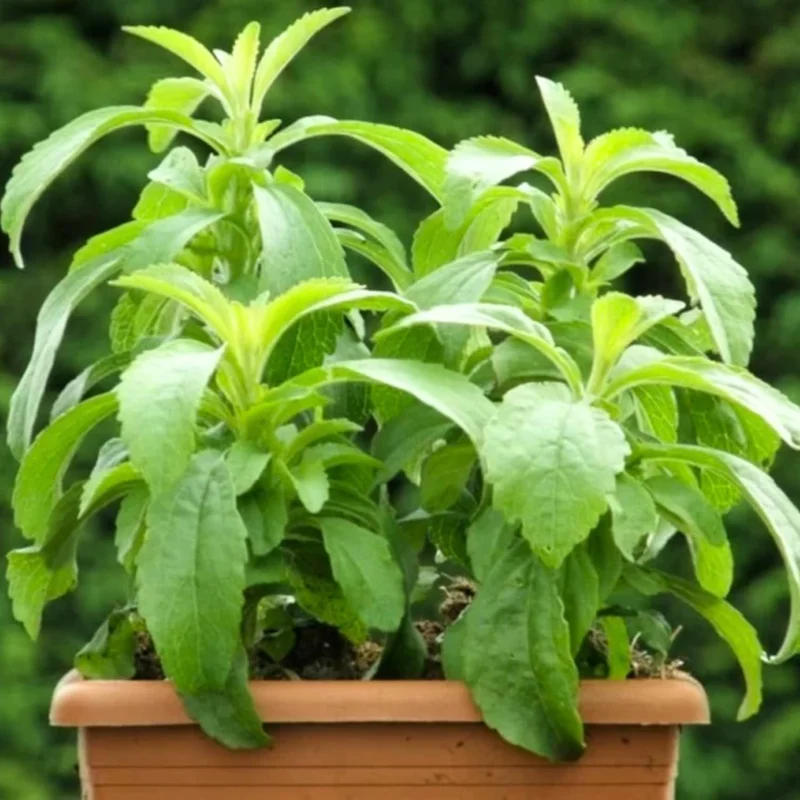 2 Live Stevia Plants for Planting – 4-8" Tall, Well Rooted Stevia Herb - Image 2