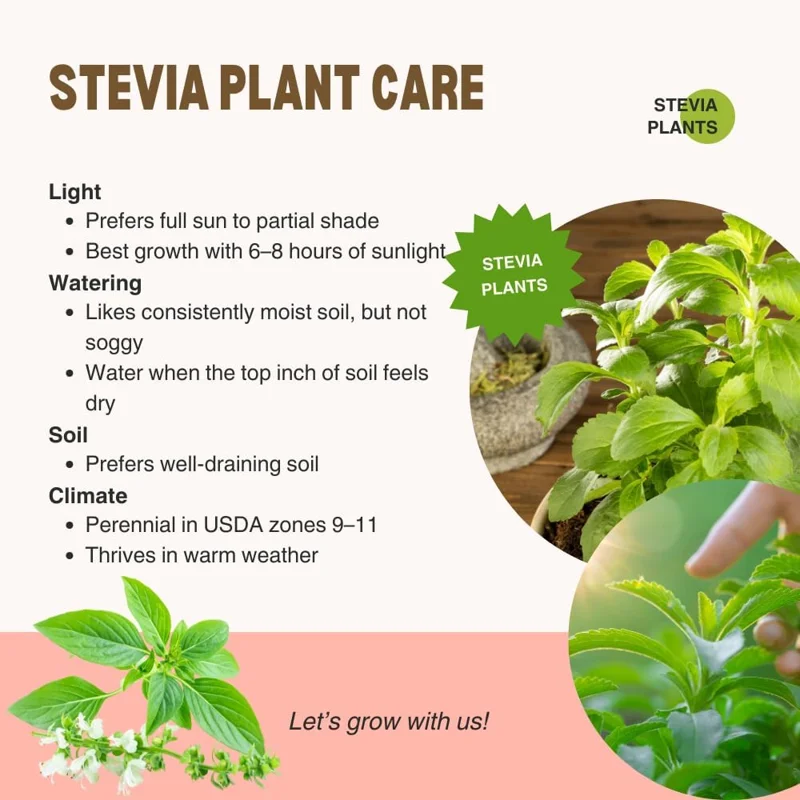 2 Live Stevia Plants for Planting – 4-8" Tall, Well Rooted Stevia Herb - Image 3