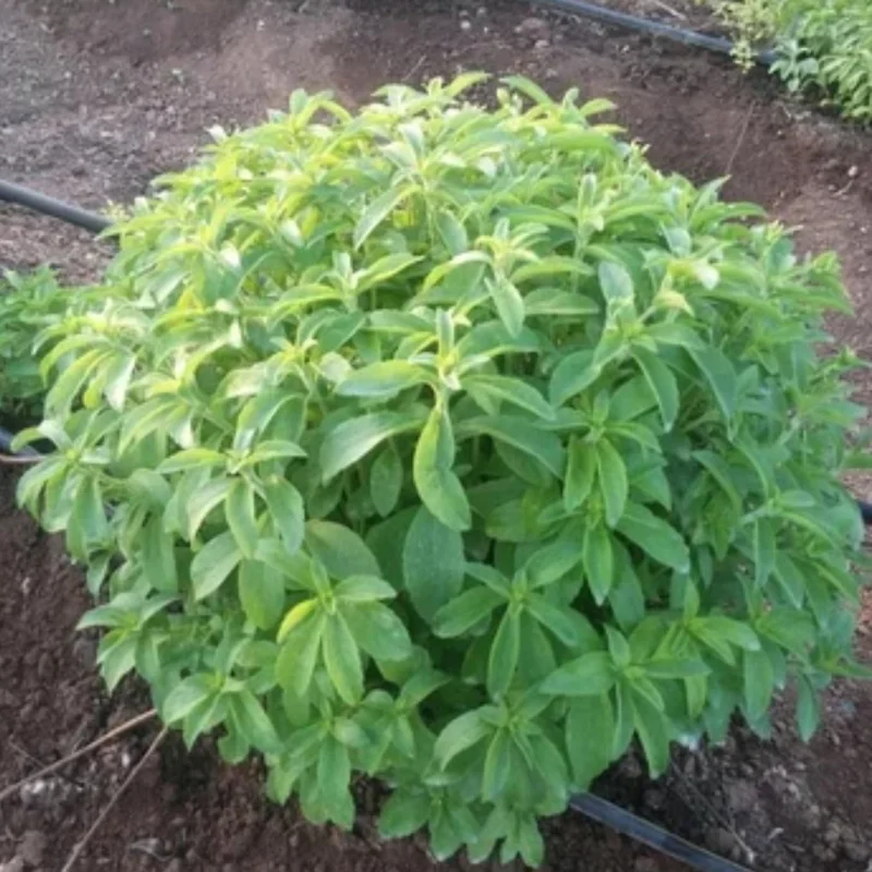 2 Live Stevia Plants for Planting – 4-8" Tall, Well Rooted Stevia Herb - Image 6