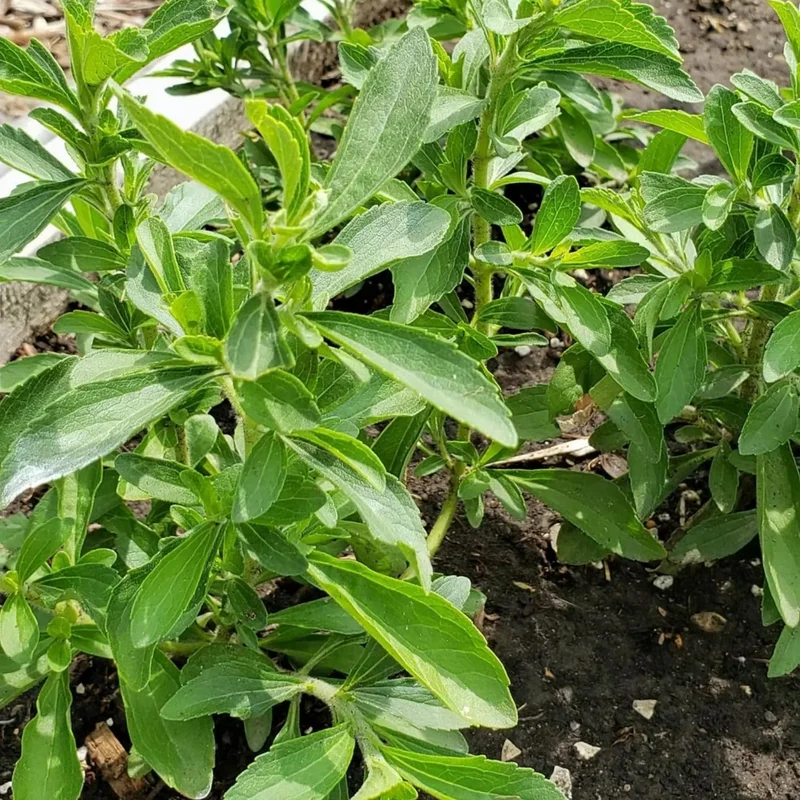 2 Live Stevia Plants for Planting – 4-8" Tall, Well Rooted Stevia Herb - Image 7