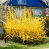 2 Lynwood Gold Forsythia Bareroot Plants, 12-18 Inch Tall, Yellow Flowering Shrub - Image 1