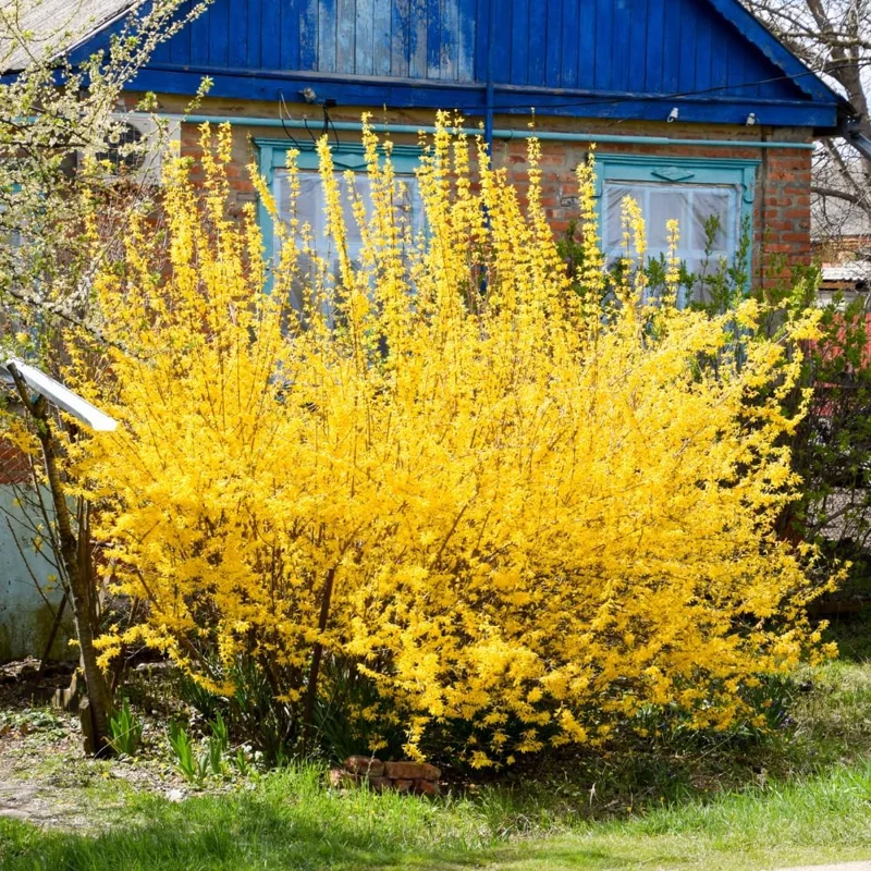 2 Lynwood Gold Forsythia Bareroot Plants, 12-18 Inch Tall, Yellow Flowering Shrub - Image 1