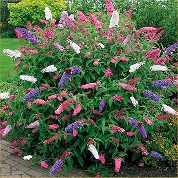 2 Mixed Butterfly Bushes Live Plant, Fragrant Buddleia, 4-8 Inches, Outdoor - Image 2