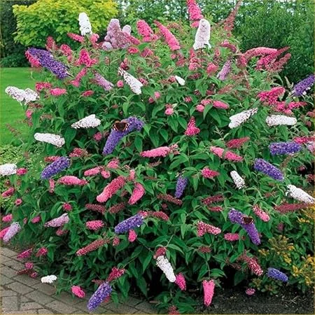 2 Mixed Butterfly Bushes Live Plant, Fragrant Buddleia, 4-8 Inches, Outdoor - Image 4
