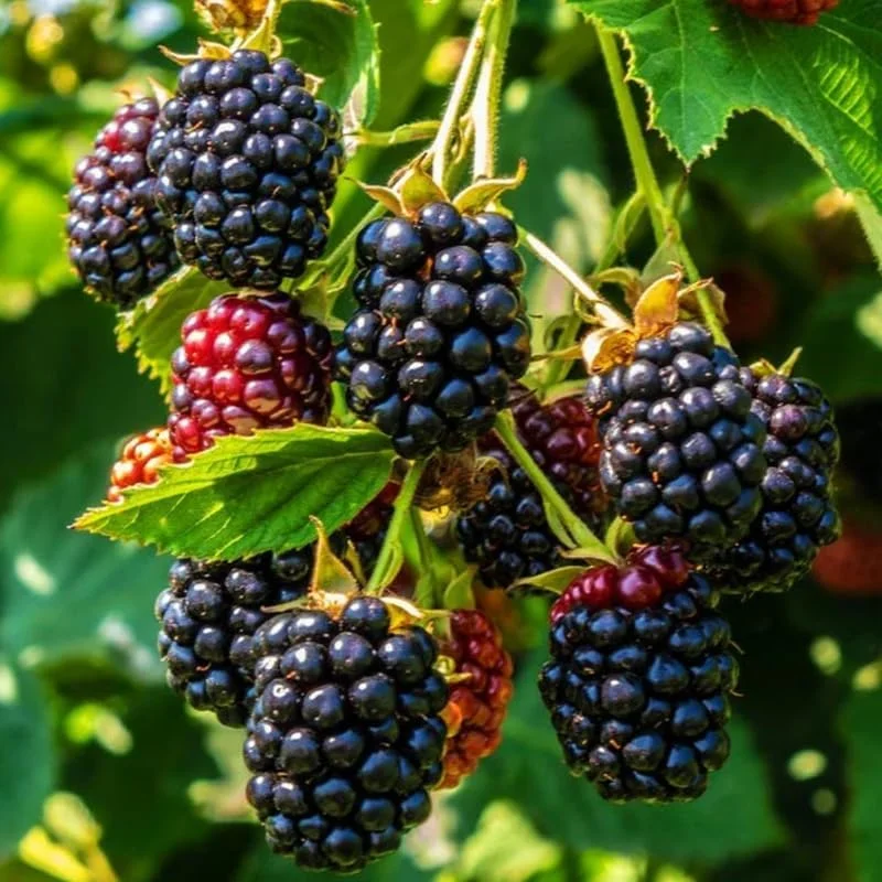 2 Navaho Thornless Blackberry Plants Live - 5-8 Inch Tall Fruit Bush - Image 2