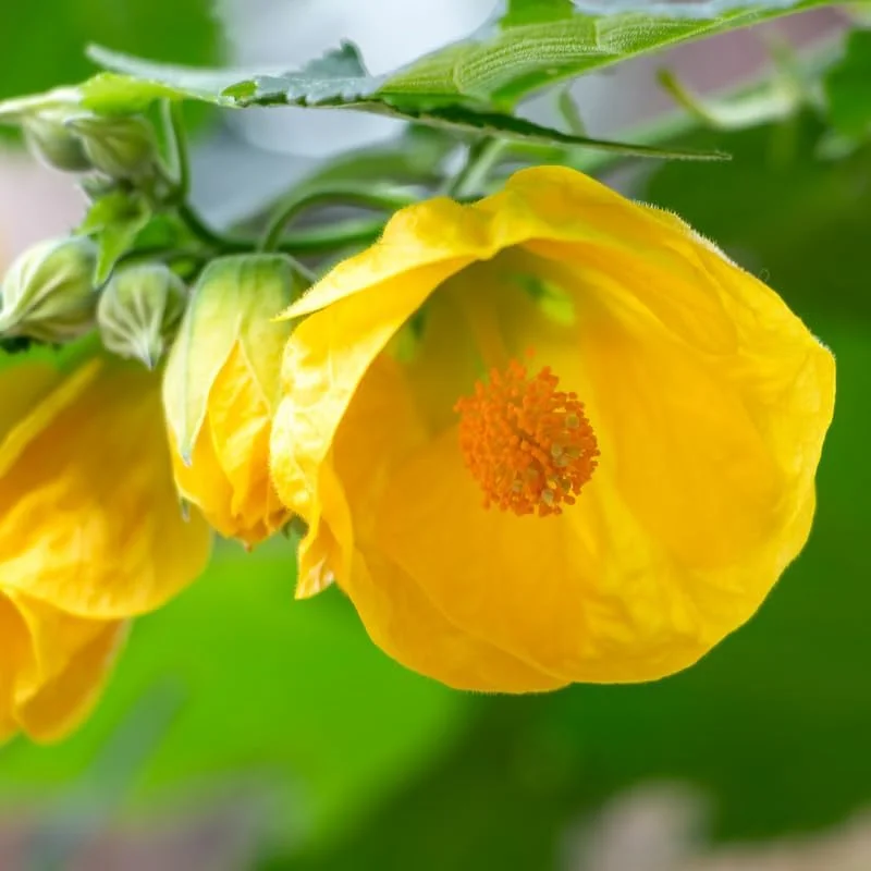 2 Orange Abutilon Live Plants, 4-7 Inch, Bell Shaped Flowers, Lantern Plant - Image 2