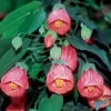 2 Orange Abutilon Live Plants, 4-7 Inch, Bell Shaped Flowers, Lantern Plant - Image 1