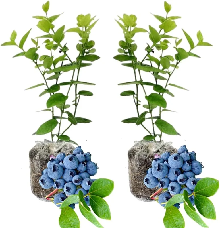 2 Pack Blueberry Bush Live Plant, 5-9 Inch Height, Sweet Blueberries for Patio & Garden - Image 11
