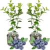 2 Pack Blueberry Bush Live Plant, 5-9 Inch Height, Sweet Blueberries for Patio & Garden - Image 1