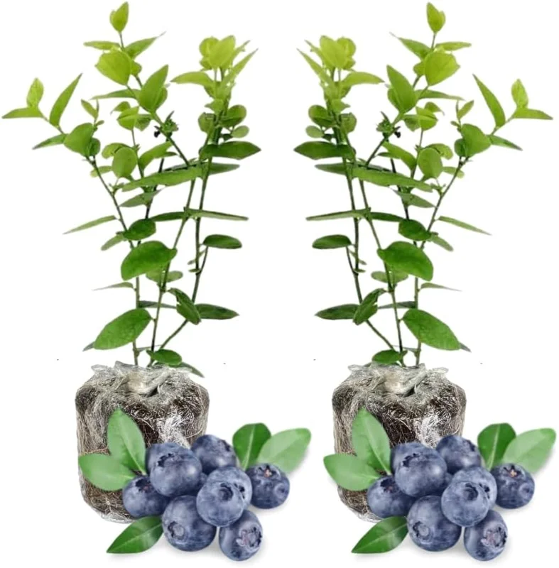 2 Pack Blueberry Bush Live Plant, 5-9 Inch Height, Sweet Blueberries for Patio & Garden - Image 1