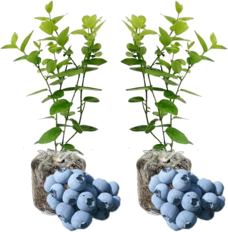 2 Pack Blueberry Bush Live Plant, 5-9 Inch Height, Sweet Blueberries for Patio & Garden - Image 2
