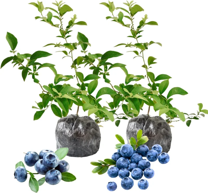 2 Pack Blueberry Bush Live Plant, 5-9 Inch Height, Sweet Blueberries for Patio & Garden - Image 3