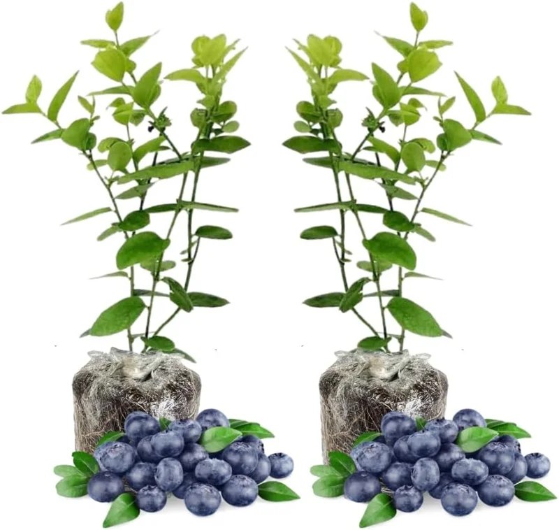 2 Pack Blueberry Bush Live Plant, 5-9 Inch Height, Sweet Blueberries for Patio & Garden - Image 4