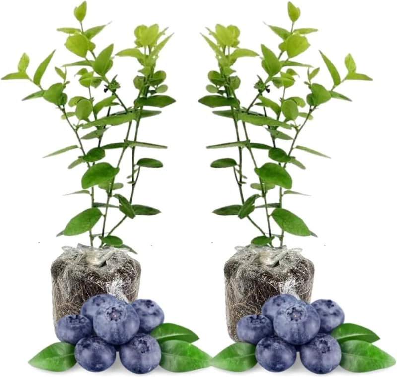 2 Pack Blueberry Bush Live Plant, 5-9 Inch Height, Sweet Blueberries for Patio & Garden - Image 8