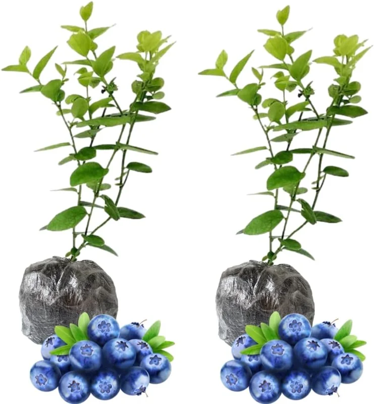 2 Pack Blueberry Bush Live Plant, 5-9 Inch Height, Sweet Blueberries for Patio & Garden - Image 9