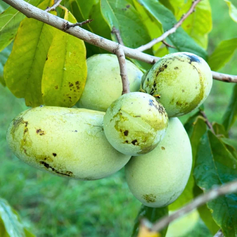 2 Pawpaw Trees Live Plant – Dormant Bare Root Seedlings – 6-12 Inch Tall – Cold Hardy – Outdoor - Image 2