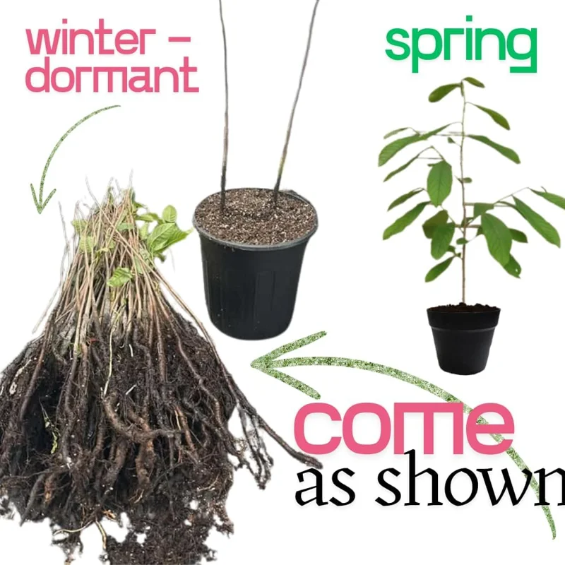 2 Pawpaw Trees Live Plants Bare Root Dormant, 6-12" Tall, Cold Hardy - Image 2