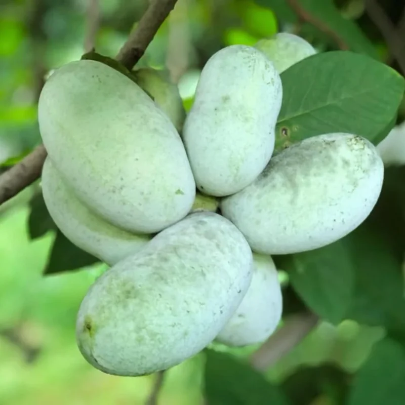 2 Pawpaw Trees Live Plants Bare Root Dormant, 6-12" Tall, Cold Hardy - Image 4