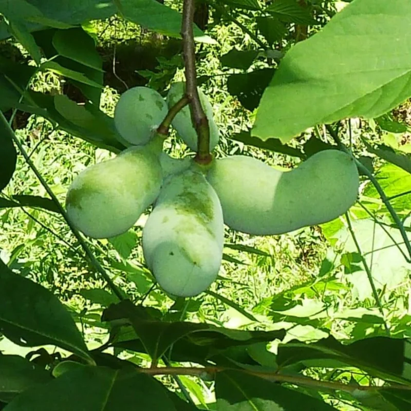 2 Pawpaw Trees Live Plants Bare Root Dormant, 6-12" Tall, Cold Hardy - Image 5