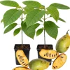 2 Pawpaw Trees Live Plants Bare Root Dormant, 6-12" Tall, Cold Hardy - Image 1