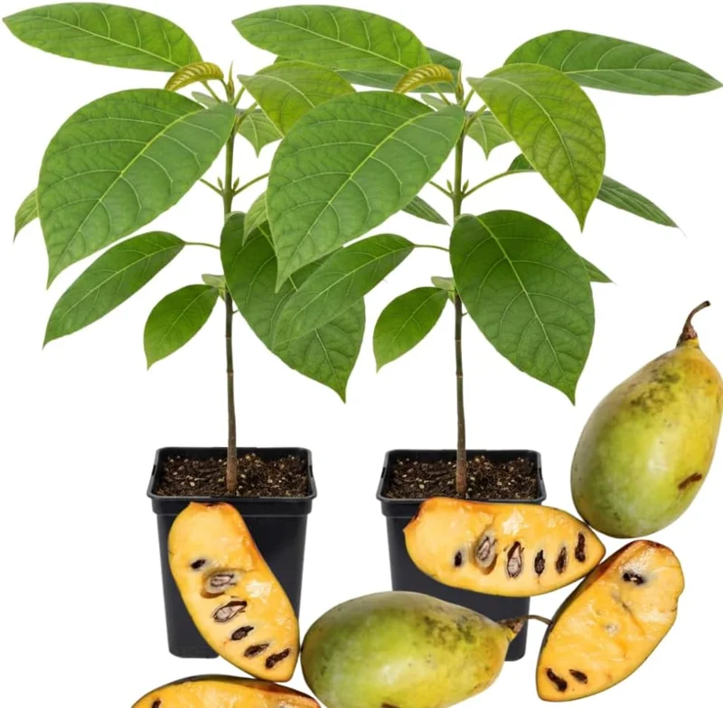 2 Pawpaw Trees Live Plants Bare Root Dormant, 6-12" Tall, Cold Hardy - Image 1