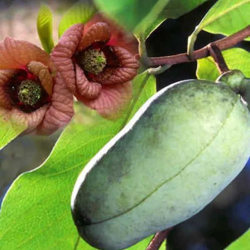 2 Pawpaw Trees Live Plants – Dormant Bare Root Seedlings 6-12 Inch Tall – Hardy Outdoor Fruit Trees - Image 3