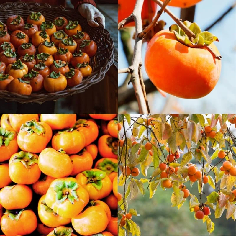 2 Persimmon Trees Live Plants – 1-2 Ft Bareroots – Hardy Fruit Tree for Outdoor - Image 2